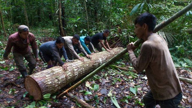 Illegal logging in Peru