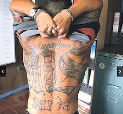 A captured MS-13 member shows his tattoos
