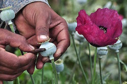 "Opium gum," the raw ingredient in heroin, is extracted from the poppy plant