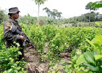 Coca Boom in Northeast Colombia Troubling for Peace Plans