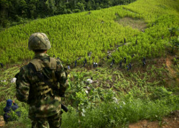 FARC-Govt Coca Accord Plants Seeds of Change in Colombia