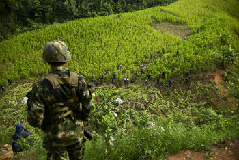 A Colombian solder oversees coca eradication