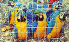 Exotic birds are among the most trafficked animals