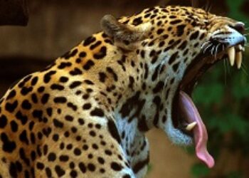Chinese Smugglers Driving Up Jaguar Killings in Bolivia