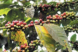 Coffee plants infected with coffee rust