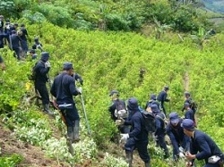 Peruvian soldiers destroying coca crops in the VRAEM region.