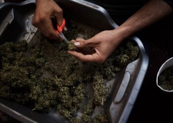 How California's Legalization of Marijuana Impacts Mexico's Cartels