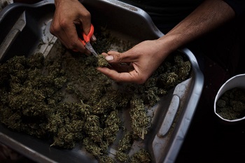 Marijuana produced in California