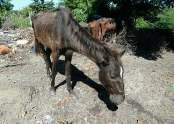Alleged MS13 Members in El Salvador Caught Selling Illicit Horse Meat