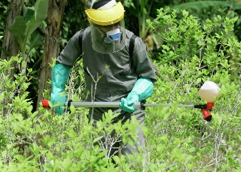 Anti-narcotics police in a coca field