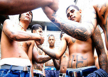 What Do MS13 Gang Members Think About Trump?