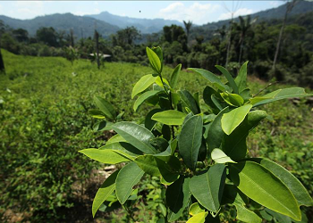 Peru's latest coca count is higher than last year's