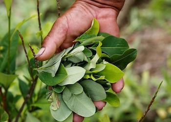 Colombia saw record coca production in 2016