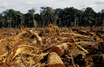 Drug trafficking has been linked to deforestation in Central America
