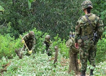 Colombian military uprooting coca plants