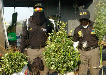 Honduran anti-narcotic agents with confiscated coca plants