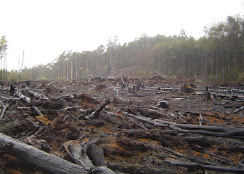 Deforestation poses a serious risk in Colombia