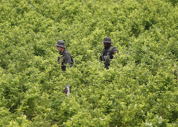 Colombian police move through a coca field