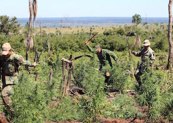 Authorities dismantle a marijuana plantation in Paraguay