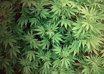 Uruguay faces setbacks in legal marijuana program