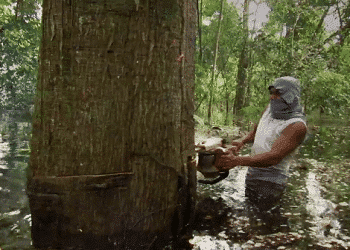 An illegal logger in Peru