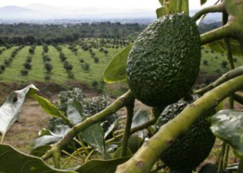 Powerful Mexico Crime Groups Grew by Extorting Avocado Trade: Report
