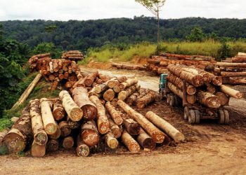 Corrupt Police in Paraguay See Opportunity in Illegal Logging