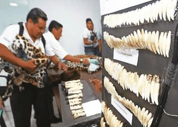 Bolivia Bust Shows Demand for Wildlife in China