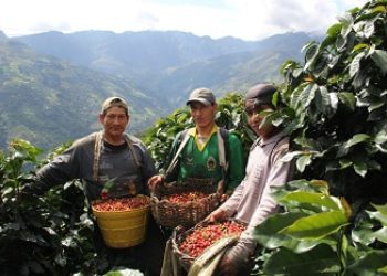 Peruvian Farmers Abandoning Coffee Plantations for Coca Fields