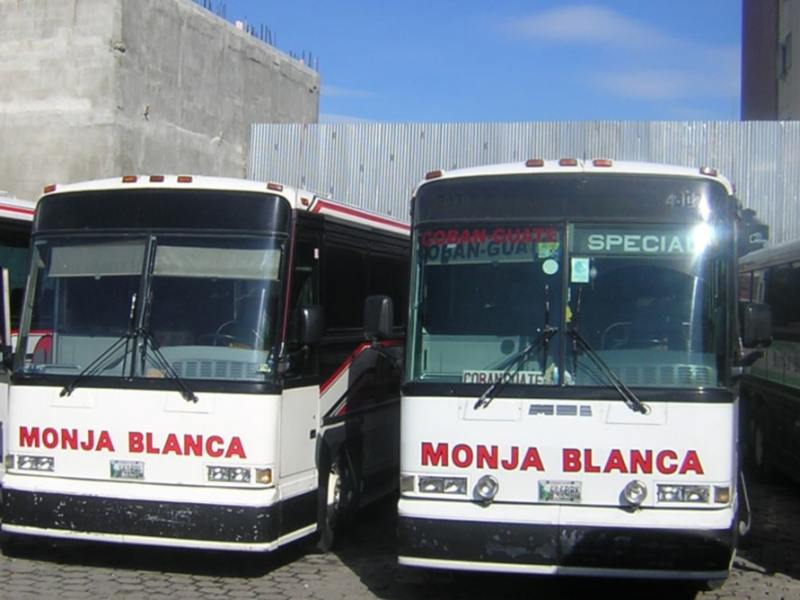 monja blanca buses