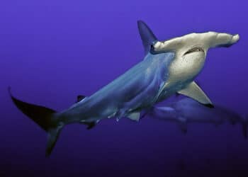 Los tiburones martillo se encuentran entre las especies en riesgo de pesca ilegal en la reserva de Malpelo en Colombia.