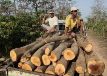 Bolivia Forestry Officials Profit from Harvest of Illegal Wood