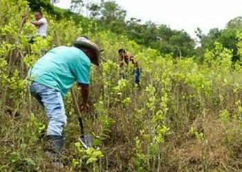 Uncertainty Surrounds Protection Plan for Colombia's Crop Substitution Leaders