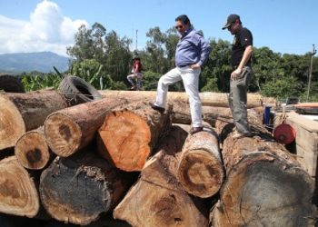 Report Finds Peru Timber Trade Taken Over by Criminal Networks