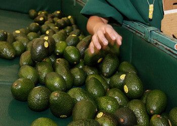 Mexico's Cartels Fighting It Out for Control of Avocado Business
