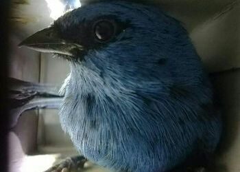 Songbirds to Raptor Eggs, the Looting of Latin America's Bird Species