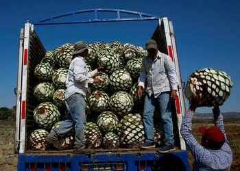 Mexico's Criminal Groups and Tequila Industry Continue Thorny Relationship