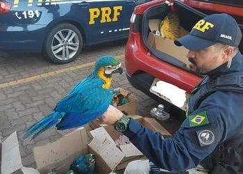 Economic Hardship During Pandemic Caused Wildlife Trafficking in Brazil to Soar