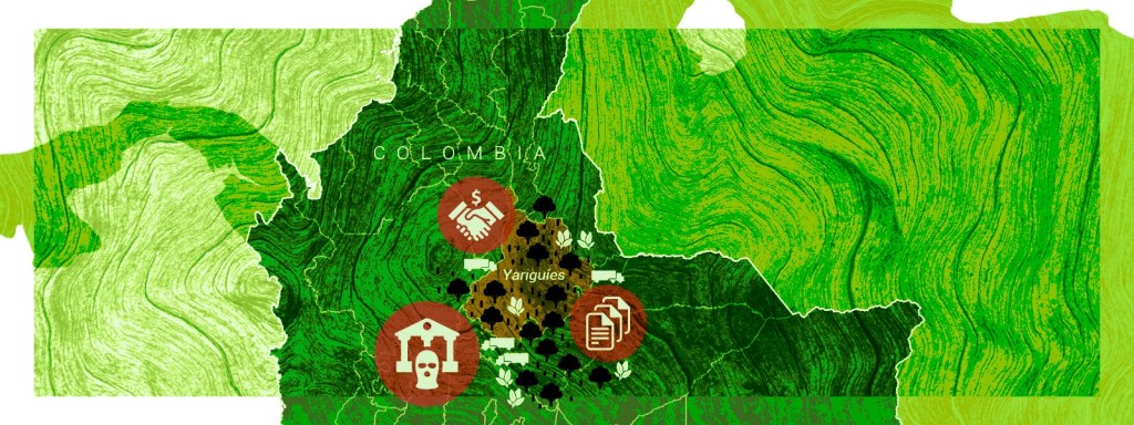 Cómo los reguladores colombianos se convirtieron en proveedores de madera ilegal