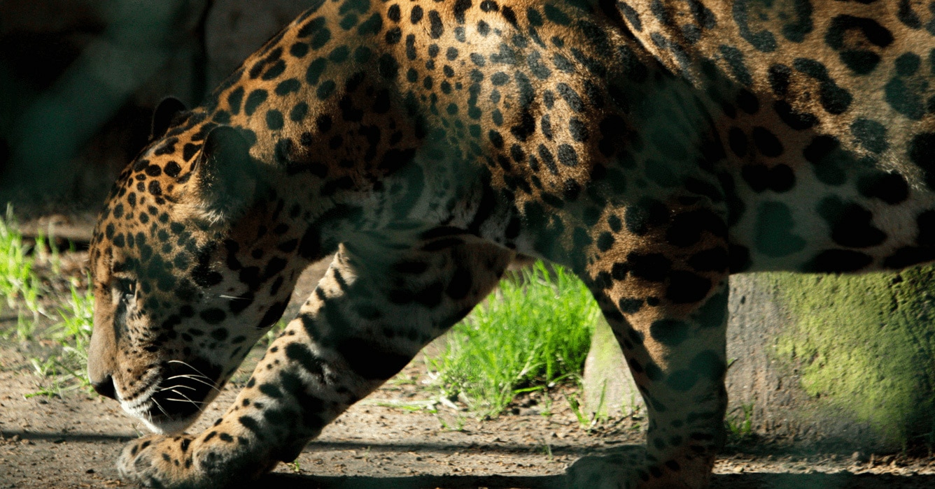 Suriname's Jaguar Trade: From Poaching to Paste