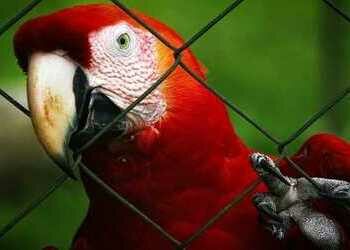 Social Media Used to Sell Exotic Animals in Brazil