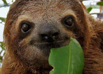 A sloth lovingly gazes at the camera while eating a leaf
