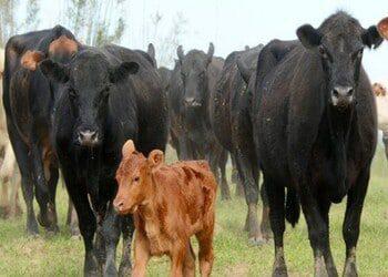 Brazilian Authorities Clamp Down on Cattle Theft