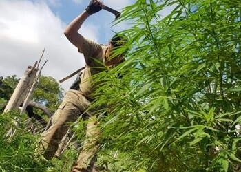 La SENAD erradica marihuana en la frontera con Brasil