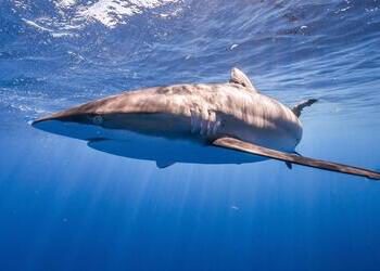Million-Dollar Seizure of Shark Fins Leads to Lenient Fine in Ecuador