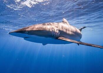 A silky shark, whose fins are often exported illegally from Ecuador