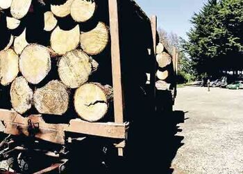 Chile Loggers Try New Rules to Crack Down on Illegal Timber
