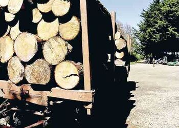 Massive convoys of felled timber are convenient targets for thieves in Chile