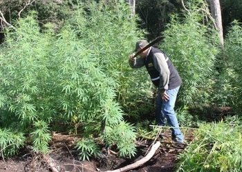 Marijuana cultivation is the main cause of deforestation in Paraguay