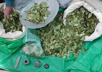 Las autoridades incautaron un cargamento de hojas de coca